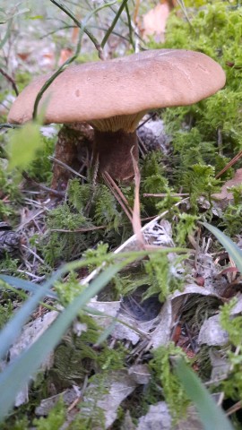 Tapinella atrotomentosa