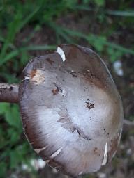 Amanita porphyria