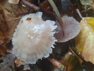 Mycena pelianthina