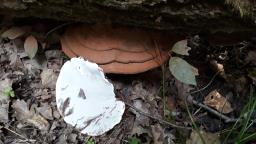 Ganoderma applanatum