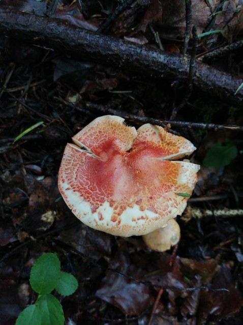 Cortinarius bolaris