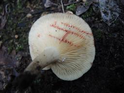 Lactarius azonites