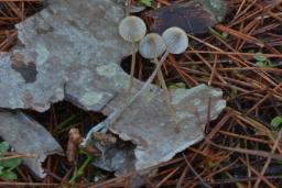 Mycena amicta