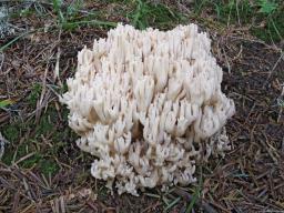 Ramaria pallida