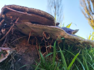 Ganoderma resinaceum