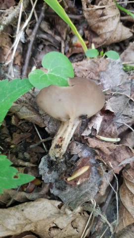 Helvella acetabulum