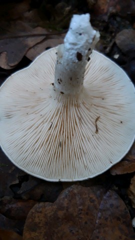 Clitopilus prunulus