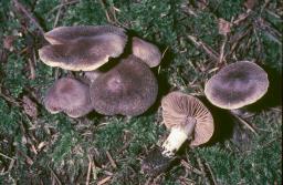 Cortinarius comptulus