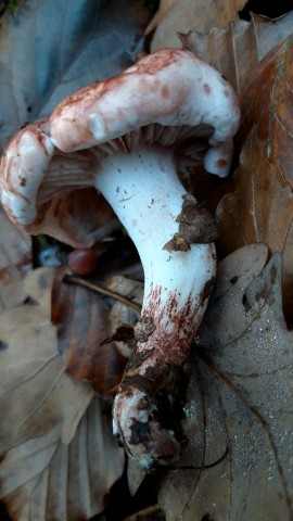 Hygrophorus russula