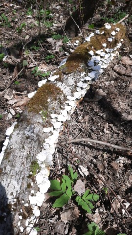 Trametes pubescens