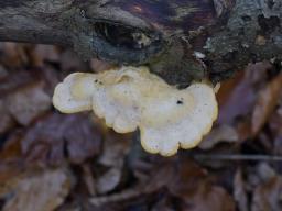 Phyllotopsis nidulans