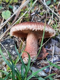 Tricholoma vaccinum