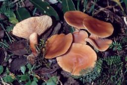 Lactarius atlanticus