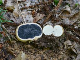 Scleroderma citrinum