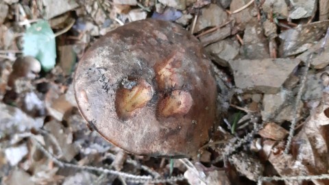 Cyanoboletus pulverulentus