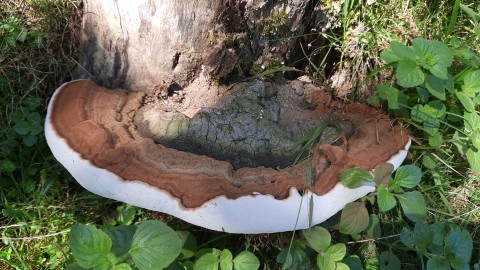 Ganoderma applanatum