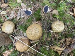 Scleroderma areolatum