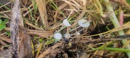 Hemimycena candida