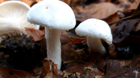 Hygrophorus cossus