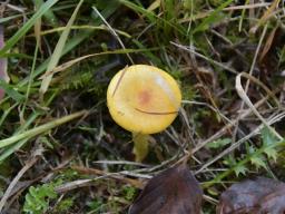 Hygrophorus speciosus