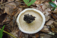 Lactifluus vellereus
