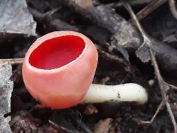 Sarcoscypha coccinea