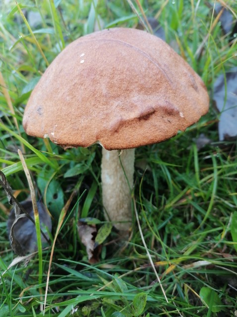 Leccinum aurantiacum