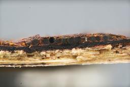 Hypoxylon petriniae