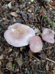 Calocybe ionides