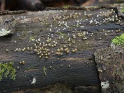 Helicogloea compressa