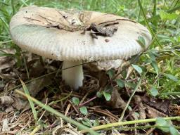 Russula medullata