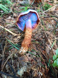 Cortinarius rubellus