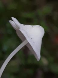 Hemimycena cucullata