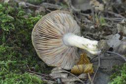 Entoloma lividoalbum