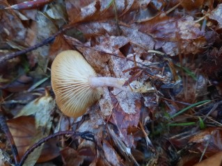 Rhizocybe pruinosa