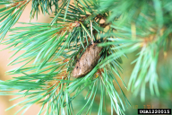 Dendrolimus pini