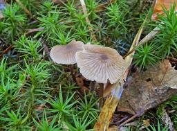 Entoloma juncinum