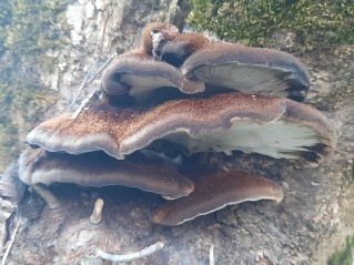 Inonotus cuticularis