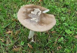 Amanita albogrisescens