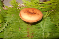 Lactifluus volemus