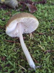 Pluteus roseipes