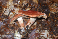 Cortinarius bolaris