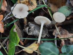 Leucocybe houghtonii