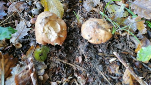 Suillus luteus