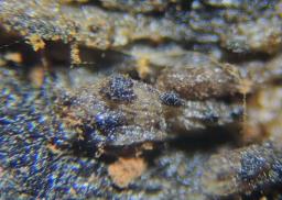 Dematiohelicoma perelegans