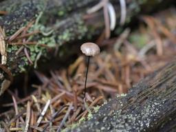 Gymnopus androsaceus