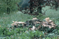 Armillaria mellea