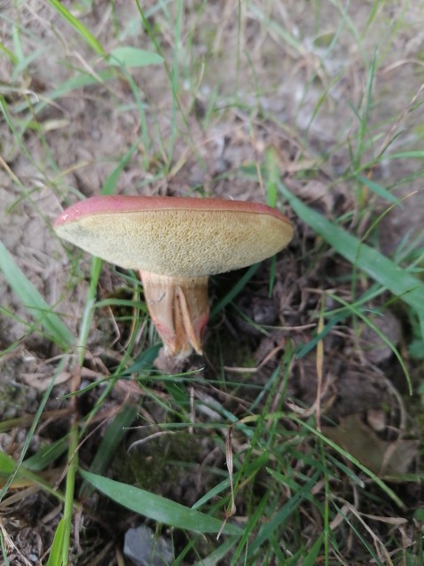 Rheubarbariboletus armeniacus