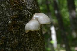 Pleurotus calyptratus