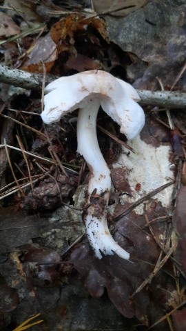 Rhodocollybia maculata